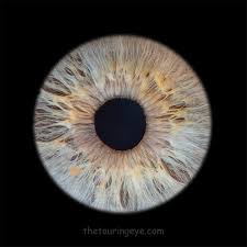 Image result for Iris