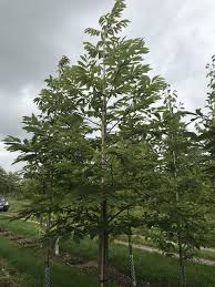 Attēlu rezultāti vaicājumam “Castanea sativa”