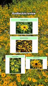 Attēlu rezultāti vaicājumam “Rudbeckia hirta var. hirta leaf”