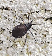 Attēlu rezultāti vaicājumam “Drepanosiphum platanoidis exuvia”