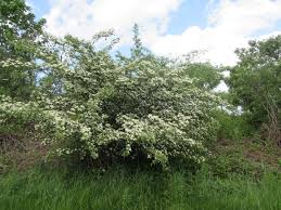 Attēlu rezultāti vaicājumam “Crataegus x macrocarpa leaf”