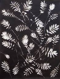 Attēlu rezultāti vaicājumam “Pogonatum nanum”