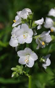 Attēlu rezultāti vaicājumam “Polemonium caeruleum leaf”