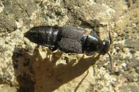 Attēlu rezultāti vaicājumam “Quedius dilatatus”