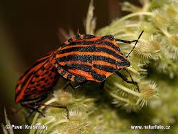 Attēlu rezultāti vaicājumam “Graphosoma lineatum imago”