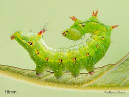 Attēlu rezultāti vaicājumam “Ptilodon capucina larva”