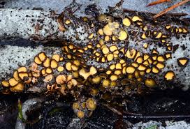 Attēlu rezultāti vaicājumam “Lachnellula willkommii”