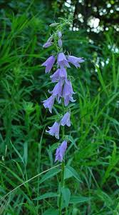 Image result for Campanula moesiaca