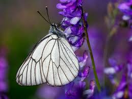 Attēlu rezultāti vaicājumam “Aporia crataegi female”