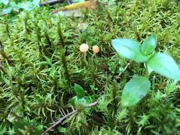 Attēlu rezultāti vaicājumam “Neocudoniella albiceps”