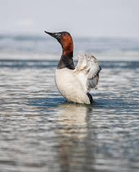 Image result for Aythya valisineria