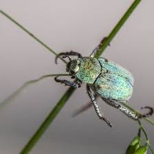 Attēlu rezultāti vaicājumam “Hoplia parvula”