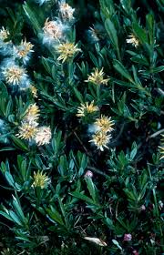 Attēlu rezultāti vaicājumam “Salix repens subsp. rosmarinifolia”