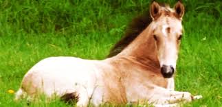 Image result for Shey Copse Riding Centre