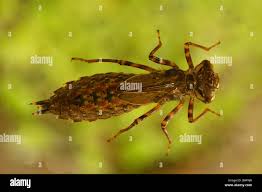 Attēlu rezultāti vaicājumam “Aeshna grandis”