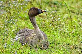 Attēlu rezultāti vaicājumam “Anser serrirostris”