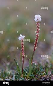 Attēlu rezultāti vaicājumam “Bistorta vivipara flower”