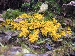 Attēlu rezultāti vaicājumam “Fuligo septica var. rosea”