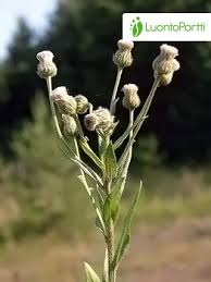 Attēlu rezultāti vaicājumam “Erigeron acris flower”