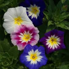 Image result for Convolvulus tricolor
