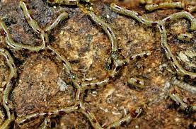 Attēlu rezultāti vaicājumam “Willkommlangea reticulata”