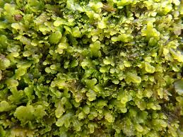 Attēlu rezultāti vaicājumam “Riccardia incurvata”