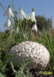 Attēlu rezultāti vaicājumam “Calvatia utriformis”