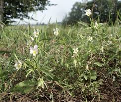 Attēlu rezultāti vaicājumam “Viola arvensis leaf”