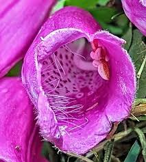 Image result for Fingerhut rot