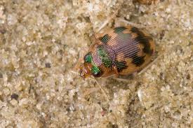 Attēlu rezultāti vaicājumam “Omophron limbatum”