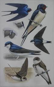 Attēlu rezultāti vaicājumam “Hirundinidae”