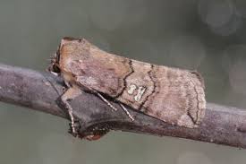 Attēlu rezultāti vaicājumam “Tethea or”