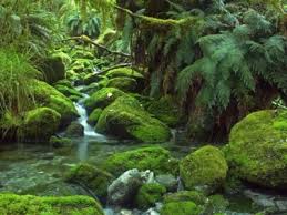 Image result for синхараджа