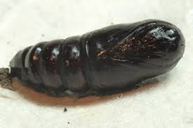 Attēlu rezultāti vaicājumam “Ptilodon capucina imago”