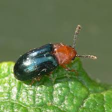 Attēlu rezultāti vaicājumam “Triplax aenea”