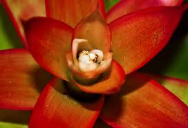 Attēlu rezultāti vaicājumam “Tortula lingulata macro”