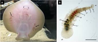 Attēlu rezultāti vaicājumam “Oxyrrhynchium hians var. rigidum macro”