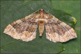 Attēlu rezultāti vaicājumam “Pelurga comitata”