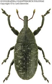 Attēlu rezultāti vaicājumam “Larinus sp.”