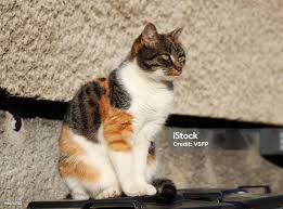 Attēlu rezultāti vaicājumam “Felis silvestris catus”