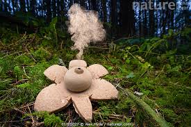 Attēlu rezultāti vaicājumam “Geastrum”