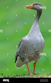 Attēlu rezultāti vaicājumam “Anser anser adult”