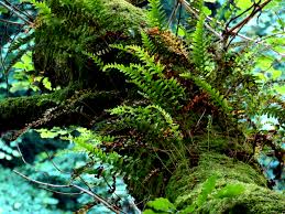 Attēlu rezultāti vaicājumam “Acalitus longisetosus”