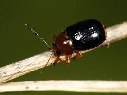 Attēlu rezultāti vaicājumam “Cryptocephalus pusillus”