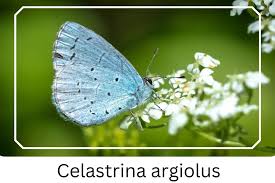 Attēlu rezultāti vaicājumam “Celastrina argiolus underside”