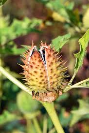 Attēlu rezultāti vaicājumam “Datura stramonium fruit”