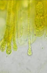 Attēlu rezultāti vaicājumam “Melastiza chateri”