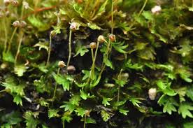 Attēlu rezultāti vaicājumam “Fissidens taxifolius”