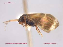 Attēlu rezultāti vaicājumam “Psocoptera”