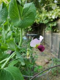 Attēlu rezultāti vaicājumam “Pisum sativum flower”